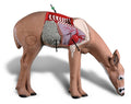 Rinehart Anatomy Deer