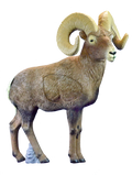 Rinehart Bighorn Sheep