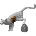 Rinehart Leopard Insert