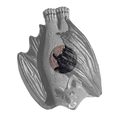 Rinehart Vampire Bat Insert