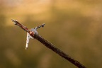 Slick Trick RaptorTrick, broadhead-tipped arrow embedded in a branch