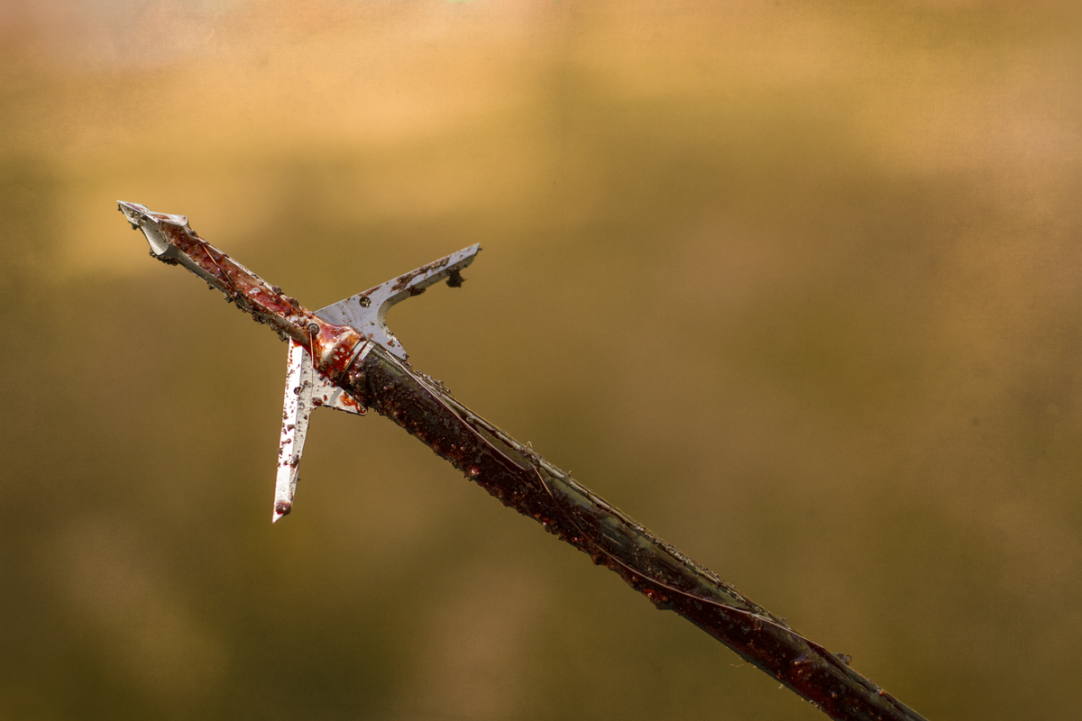 Slick Trick RaptorTrick, broadhead-tipped arrow embedded in a branch