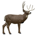 Rinehart Semi-Sneak Mule Deer