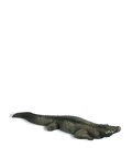 Rinehart Alligator