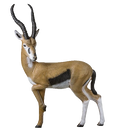 Rinehart Gazelle