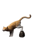 Rinehart Leopard w/Rock