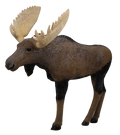 Rinehart Signature 1/3 Scale Moose