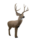 Rinehart Signature Mule Deer