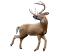 Rinehart Kicking Buck